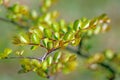 Crepe myrtle tree leaves Royalty Free Stock Photo