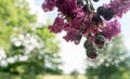 Crepe myrtle tree after the rain with blossoms and buds. Royalty Free Stock Photo