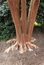 Crepe Myrtle Trunk