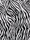 Crepe paper that has a zebra pattern for wallpaper or backgrounds