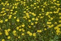 Crepis sancta in bloom Royalty Free Stock Photo