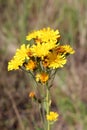 Crepis yellow flowers Royalty Free Stock Photo