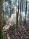 Crepuscular ray. Light in the forest. Trees. Royalty Free Stock Photo