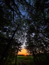 Red sky at sunset in the woods Royalty Free Stock Photo