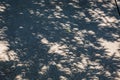 Crescant Shadows During The Great American Eclipse