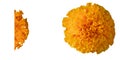 Crescent and full spherical marigold flowers on cut-out white background