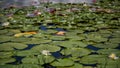 Crescent Lake Lily Pads Clermont