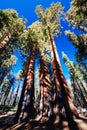 Crescent Meadow Picnic Area Royalty Free Stock Photo