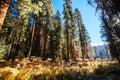 Crescent Meadow Picnic Area Royalty Free Stock Photo