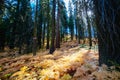 Crescent Meadow Picnic Area Royalty Free Stock Photo