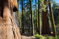 Crescent Meadow Picnic Area Royalty Free Stock Photo