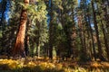 Crescent Meadow Picnic Area Royalty Free Stock Photo