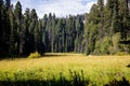 Crescent Meadow, Sequoia National Park Royalty Free Stock Photo