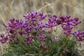 Crescent Milkvetch, Astragalus Amphioxys Royalty Free Stock Photo
