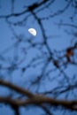 Crescent moon behind branches of a tree Royalty Free Stock Photo