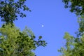 crescent moon with blue sky framed with tree branches in the forest Royalty Free Stock Photo