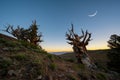 Crescent moon over Ancient Bristlecone Pine Forest in California