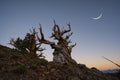 Crescent moon over an Ancient Bristlecone Pine Tree in California
