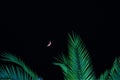 Crescent moon and palm tree