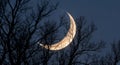 Crescent Moon Shining Brightly Through Bare Tree Branches at Night Royalty Free Stock Photo