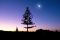 Crescent moon shining over tree silhouettes at dusk.