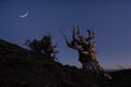 Crescent moon and stars over Ancient Bristlecone Pine Trees Royalty Free Stock Photo