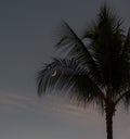 Crescent moon visible through a coconut palm tree frond at sunset, Oahu