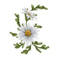 A crescent-shaped composition of large wild daisies. Flowers, buds and leaves. On a white background. Design for herbal tea, Royalty Free Stock Photo