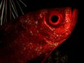 Crescent tail Bigeye