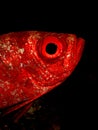 Crescent tail Bigeye