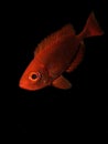 Crescent tail Bigeye