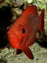 Crescent tail Bigeye