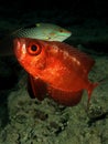 Crescent tail Bigeye Royalty Free Stock Photo