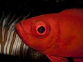 Crescent tail Bigeye