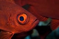 Crescent-tail bigeye