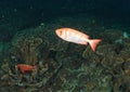 Crescent-tail bigeye