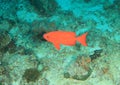 Crescent-tail bigeye