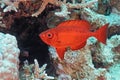 Crescent-tail Bigeye fish