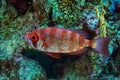 Crescent- tail  Bigeye fish from Red sea ,Egypt Royalty Free Stock Photo