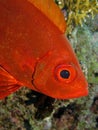 Crescent Tail Bigeye - Priacanthus hamrur