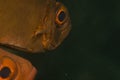 Crescent-tail bigeye (priacanthus hamrur)