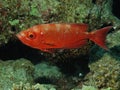 Crescent tail Bigeye