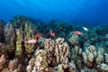 Crescent-tail bigeyes and tropical reef in the Red Sea. Royalty Free Stock Photo