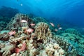 Crescent-tail bigeyes and tropical reef in the Red Sea. Royalty Free Stock Photo