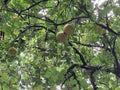 Crescentia cujete or buah maja, tropical wild tree Royalty Free Stock Photo