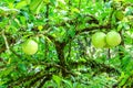 Crescentia cujete on Calabash Tree Royalty Free Stock Photo