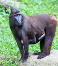 Cresed Macaque