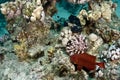 Cresent-tail bigeye (Priacanthus hamrur)