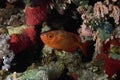 Cresent-tail bigeye (Priacanthus hamrur)