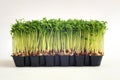 Cress Royalty Free Stock Photo